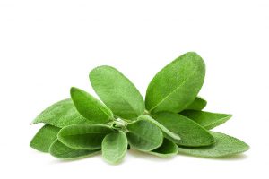 Fresh Sage (20g)