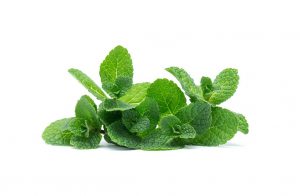 Fresh Mint (20g)