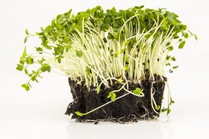 Mustard Cress (each)