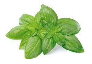 Fresh Basil (20g)