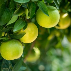 Fruit